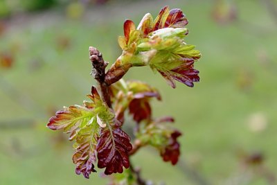 Quercus robur 'Atropurpurea' - dub letní - pučící listy
